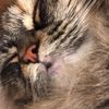 clipThumbnail
