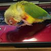 clipThumbnail