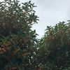clipThumbnail