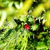 clipThumbnail
