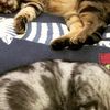 clipThumbnail