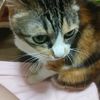 clipThumbnail