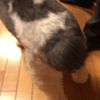 clipThumbnail