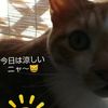 clipThumbnail