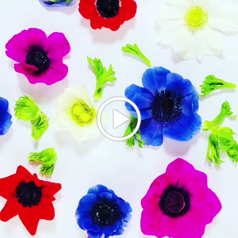 アネモネドライフラワーの作り方 プレストフラワーな日々 Merveille Crn Flowers アネモネドライフラワーの作り方 プレストフラワーな日々 Merveille Crn Flowers
